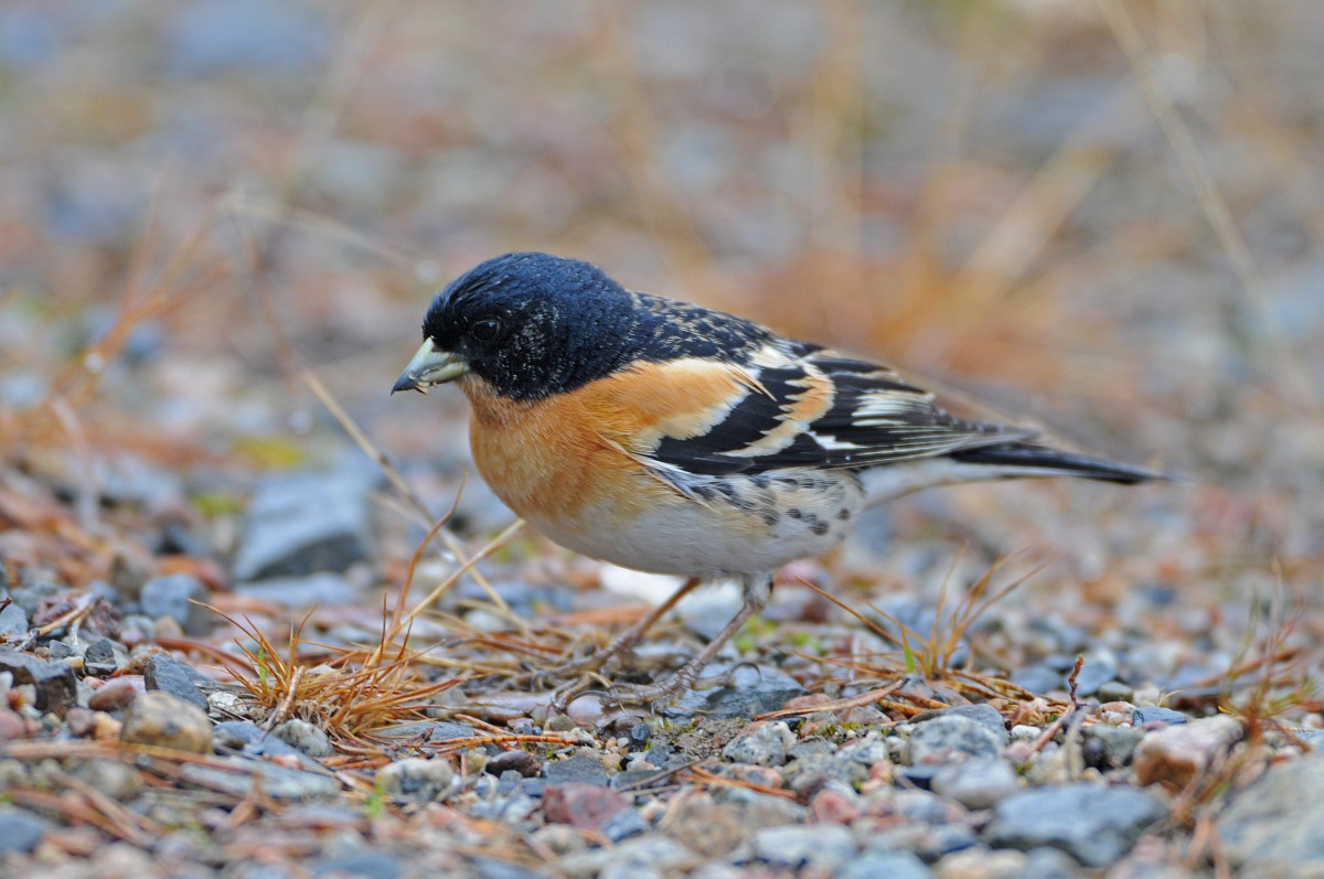 Fringilla montifringilla, Brambling